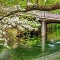 Bloomed Dogwood Flowers Sager Creek by Jennifer White