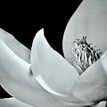 Blooming Elegance Photograph by Sarah Lilja Blooming Elegance Photograph by Sarah Lilja