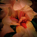 Blooming Iris Photograph by David Patterson Blooming Iris Photograph by David Patterson