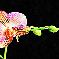 Blooming Orchid flower  by Michalakis Ppalis