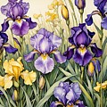 Blooming Purple and Yellow Iris Watercolor by Kim Hojnacki