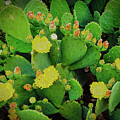 Blooming Texas Prickly Pear Cactus 4 by Ron Long Ltd Photography