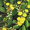 Blooming Texas Prickly Pear Cactus 5 by Ron Long Ltd Photography