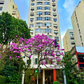 Blooming Tree in a Charming Rio Neighborhood by Leslie Brashear