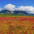 Blooming willow-herb near Vachkazhets Photograph by Mikhail Kokhanchikov Blooming willow-herb near Vachkazhets Photograph by Mikhail Kokhanchikov