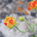 Blooming yellow and red Flower. Watercolor art by Michalakis Ppalis