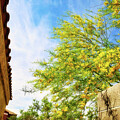 Blooming yellow tree in Las Vegas by Tatiana Travelways