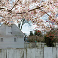 Blossoms in Yorktown  Photograph by Rachel Morrison