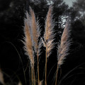 Blowing in the Wind Photograph by Judy Hall-Folde Blowing in the Wind Photograph by Judy Hall-Folde