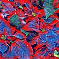 Blue and Red Poinsettias Photograph by Vivian Aumond Blue and Red Poinsettias Photograph by Vivian Aumond