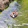 Blue-billed Duck Photograph by Heather E Harman Blue-billed Duck Photograph by Heather E Harman