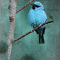 Blue Bird on Branch Mixed Media by Colleen Cornelius