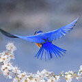 Blue bird Spring Blooms by Theresa D Williams Smoky Mountains