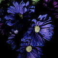 Blue Chrysanthemum Photograph by Darcy Dietrich Blue Chrysanthemum Photograph by Darcy Dietrich