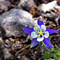 Blue Columbine Photograph by Bob Falcone Blue Columbine Photograph by Bob Falcone