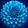 Blue Dahlia by Cate Franklyn
