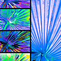 Cool Blue Fans Digital Art by Pamela Smale Williams Cool Blue Fans Digital Art by Pamela Smale Williams