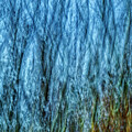 Blue Forest by Cate Franklyn
