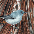 Blue-Grey Gnatcatcher Painting by Heather E Harman Blue-Grey Gnatcatcher Painting by Heather E Harman