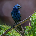 Blue Grosbeak Photograph by Cathy Kovarik Blue Grosbeak Photograph by Cathy Kovarik