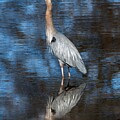 Blue Heron by Alan Moore