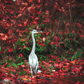 Blue Heron and Red Autumn Leaves Photograph by Jason Fink Blue Heron and Red Autumn Leaves Photograph by Jason Fink