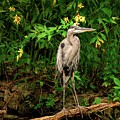 Blue Heron and Yellow Lilies Close Up Photograph by Jason Fink Blue Heron and Yellow Lilies Close Up Photograph by Jason Fink