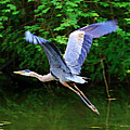 Blue Heron in Flight Photograph by Mary Walchuck Blue Heron in Flight Photograph by Mary Walchuck