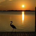 Blue Heron on the Dock at Sunset Photograph by Beachtown Views Blue Heron on the Dock at Sunset Photograph by Beachtown Views