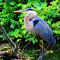 Blue Heron Portrait Photograph by Mary Walchuck Blue Heron Portrait Photograph by Mary Walchuck