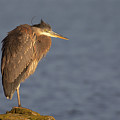 Blue Heron Sunset Horizontal Photograph by Michael Rauwolf Blue Heron Sunset Horizontal Photograph by Michael Rauwolf