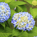 Blue Hydrangea Deux Photograph by Tanya Owens Blue Hydrangea Deux Photograph by Tanya Owens