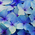 Blue Hydrangea Macro Abstract by Karrie J Butler