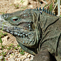 Blue iguana skank eye Digital Art by Debra Baldwin Blue iguana skank eye Digital Art by Debra Baldwin