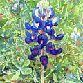 Blue in Bloom 2-pastel colors by Hailey E Herrera Blue in Bloom 2-pastel colors by Hailey E Herrera