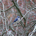Blue Jay Photograph by Heather E Harman Blue Jay Photograph by Heather E Harman