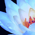 Blue Lily Close-up Digital Art by Tina Uihlein Blue Lily Close-up Digital Art by Tina Uihlein