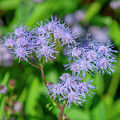 Blue Mistflower DFL1215 Photograph by Gerry Gantt Blue Mistflower DFL1215 Photograph by Gerry Gantt