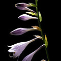 Blue Plantain Lily 2 Photograph by Kevin Suttlehan Blue Plantain Lily 2 Photograph by Kevin Suttlehan