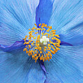 Blue Poppy by Elvira Peretsman