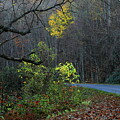 Blue Ridge Parkway After Helene  by Carol Montoya