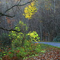 Blue Ridge Parkway After Helene Painting by Carol Montoya