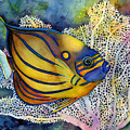 Blue Ring Angelfish Painting by Hailey E Herrera Blue Ring Angelfish Painting by Hailey E Herrera