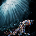 Blue Ringed Octopus by Lachri