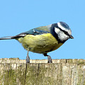 Blue Tit on the Fence Photograph by Baggieoldboy Blue Tit on the Fence Photograph by Baggieoldboy