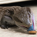 Blue tongue lizard 22 Digital Art by Kevin Chippindall Blue tongue lizard 22 Digital Art by Kevin Chippindall