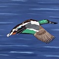 Blue Winged Teal by Richard Conti