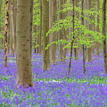 Bluebells Forest Photograph by Francesco Riccardo Iacomino Bluebells Forest Photograph by Francesco Riccardo Iacomino