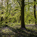 Bluebells In Hovingham Woods Photograph by Janet Burdon