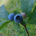 Blueberries Photograph by Carl Moore Blueberries Photograph by Carl Moore